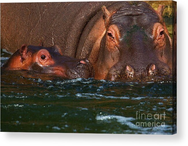 Africa Acrylic Print featuring the photograph Hippo with baby by Nick Biemans
