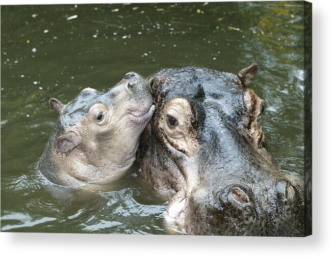 Hippo Acrylic Print featuring the photograph Hippopotamus And Baby by M. Watson