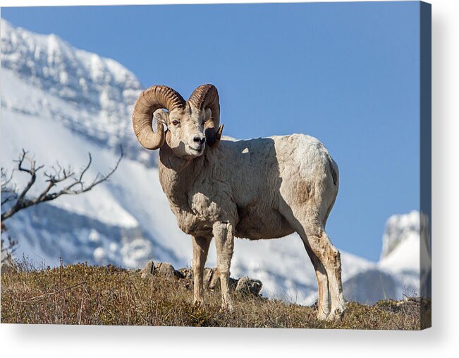 Big Horn Ram Acrylic Print featuring the photograph His Majesty by Jack Bell