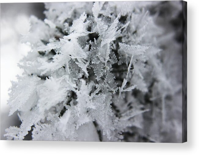 Hoar Frost Acrylic Print featuring the photograph Hoar Frost in November by Ryan Crouse