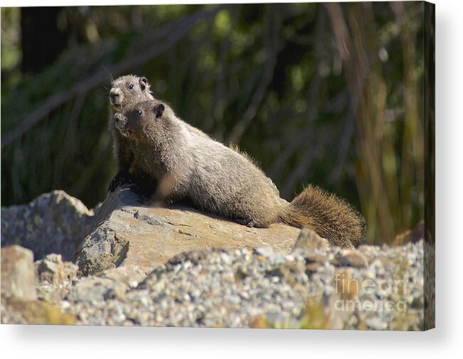 Photography Acrylic Print featuring the photograph Hoary Marmots by Sean Griffin