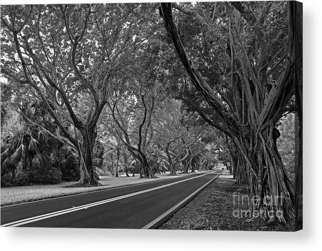 Landscape Acrylic Print featuring the photograph Hobe Sound Bridge Rd. west II by Larry Nieland