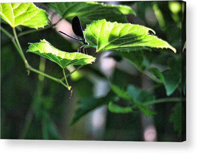 Mosquitoes Acrylic Print featuring the photograph Hojack Trail Webster NY by Gerald Salamone