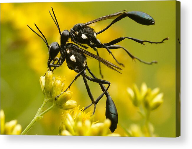 Wasp Acrylic Print featuring the photograph Holding On by Shane Holsclaw