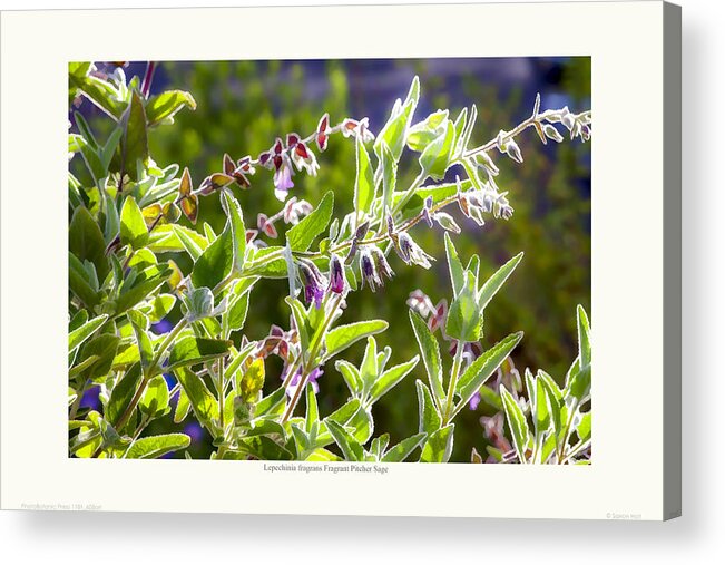Summer-dry Acrylic Print featuring the photograph Lepechinia fragrans - Pitcher Sage by Saxon Holt