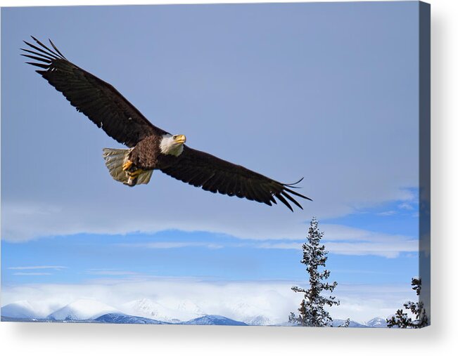 Bald Eagle Photograph Acrylic Print featuring the photograph Homeward Bound by Jim Garrison