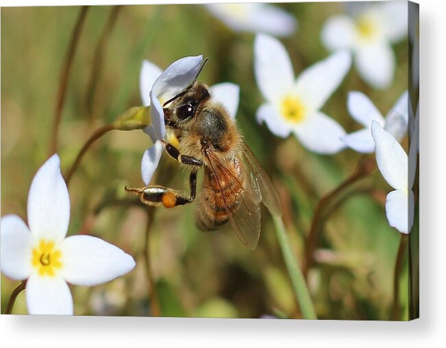 Honeybee Acrylic Print featuring the photograph Honeybee on Bluet by Lucinda VanVleck