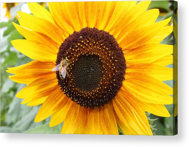 Honeybee Acrylic Print featuring the photograph Honeybee on Small Sunflower by Lucinda VanVleck