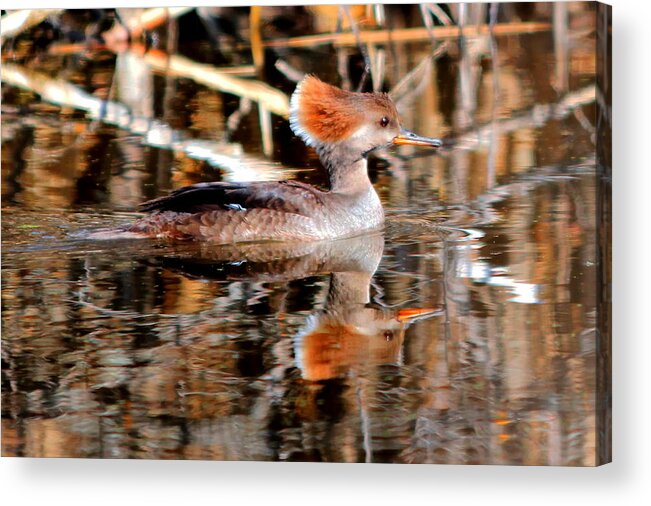 Birds Acrylic Print featuring the photograph Female Hooded Merganser by Larry Trupp