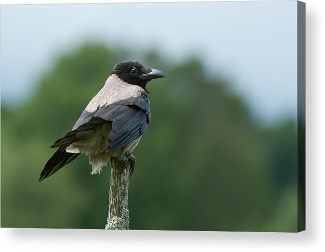 Hoodiecrow Acrylic Print featuring the photograph Hoodiecrow by Torbjorn Swenelius