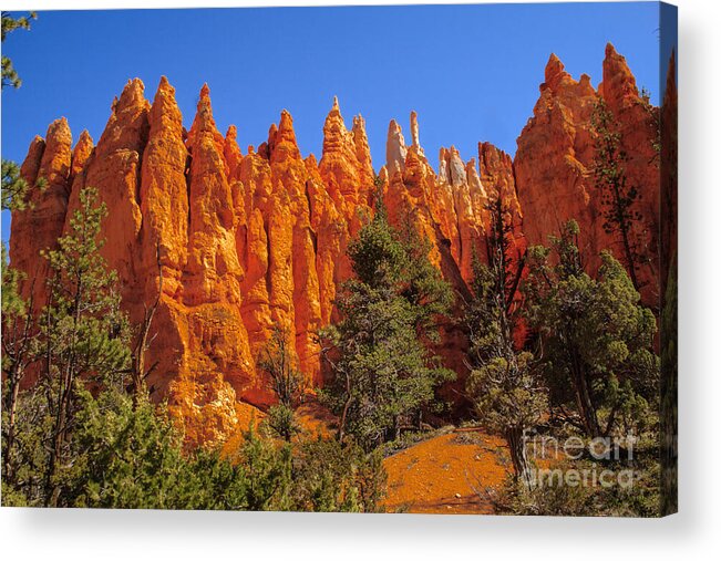 Bryce Canyon Acrylic Print featuring the photograph Hoodoos Along the Trail by Robert Bales