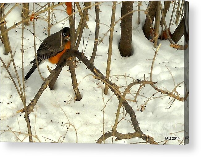 Robin Acrylic Print featuring the photograph Hope In Winter by Tami Quigley