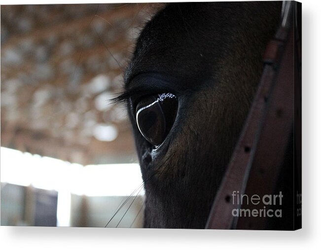 Horse Acrylic Print featuring the photograph Horse Eye from Behind by Janice Byer