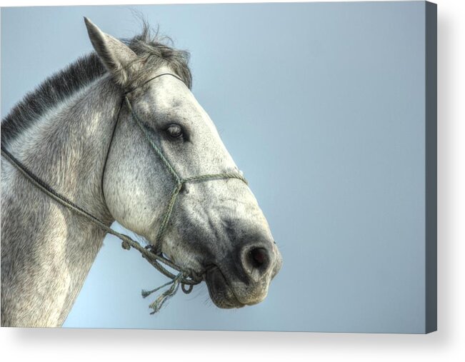 Horse Acrylic Print featuring the photograph Horse head-shot by Eti Reid
