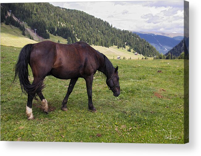 Horse Acrylic Print featuring the photograph Horse in the Alps by Raffaella Lunelli