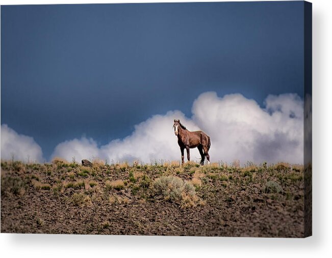 Wild Horse Acrylic Print featuring the photograph Horse in the Clouds by Janis Knight