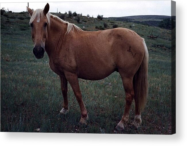 Horse Acrylic Print featuring the photograph Horse by John Mathews