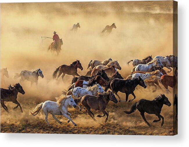 Action Acrylic Print featuring the photograph Horse Run by Adam Wong