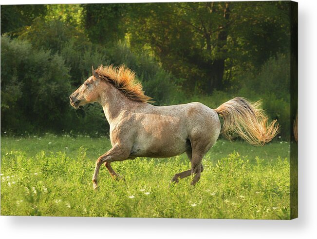 Horse Acrylic Print featuring the photograph Horse Running by Betty Wiley