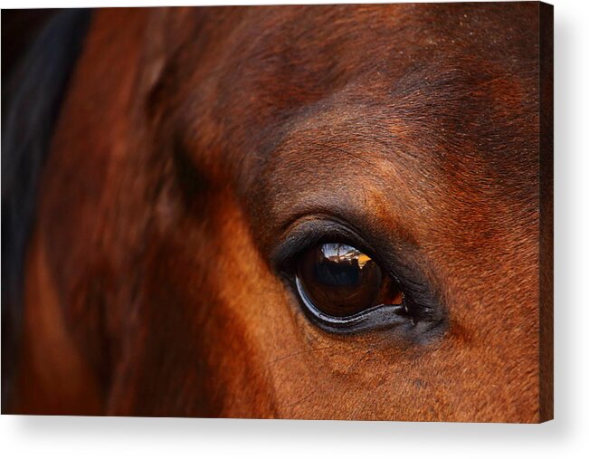 Horse Acrylic Print featuring the photograph Soul Reflection by Timothy Lens Attack