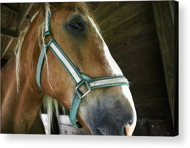 Horse Acrylic Print featuring the photograph Horse by Ty Helbach