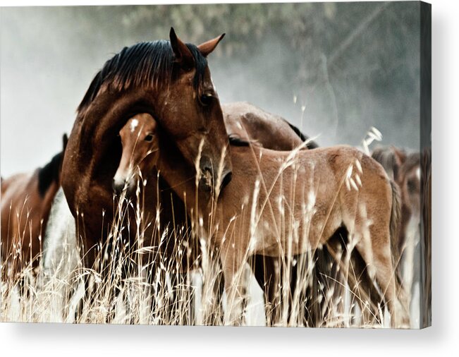 Horse Acrylic Print featuring the photograph Horse With Foal by Fran Maldonado