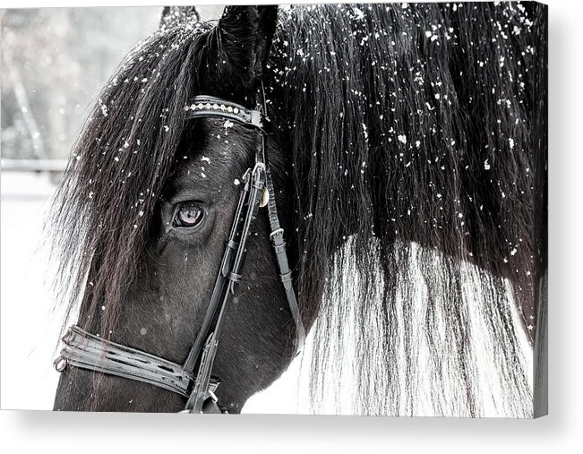 Horse Acrylic Print featuring the photograph Horse with Mane black and white by JBK Photo Art