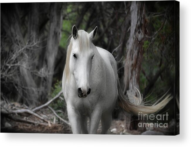 Horse Acrylic Print featuring the photograph Horse With No Name by Peggy Franz