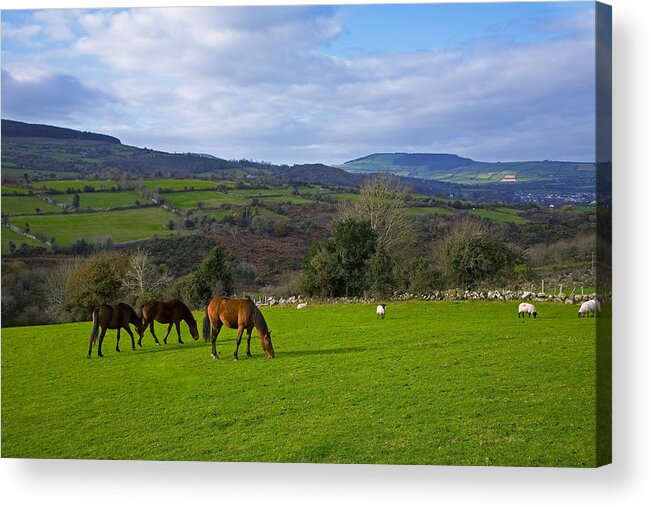 Photography Acrylic Print featuring the photograph Horses And Sheep In The Barrow Valley by Panoramic Images