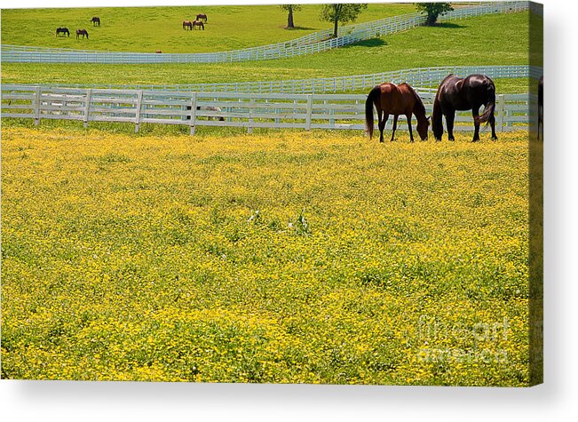 Field Acrylic Print featuring the photograph Horses Grazing in Field by Danny Hooks