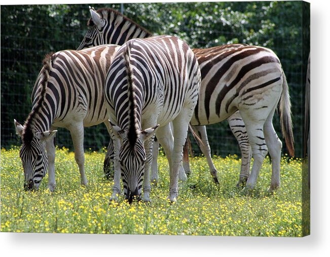 Zebra Acrylic Print featuring the photograph Four Zebras Grazing by Valerie Collins