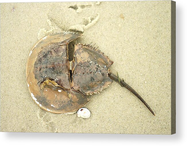 Horseshoe Crab Acrylic Print featuring the photograph Horseshoe Crab on the Beach by Suzanne Powers