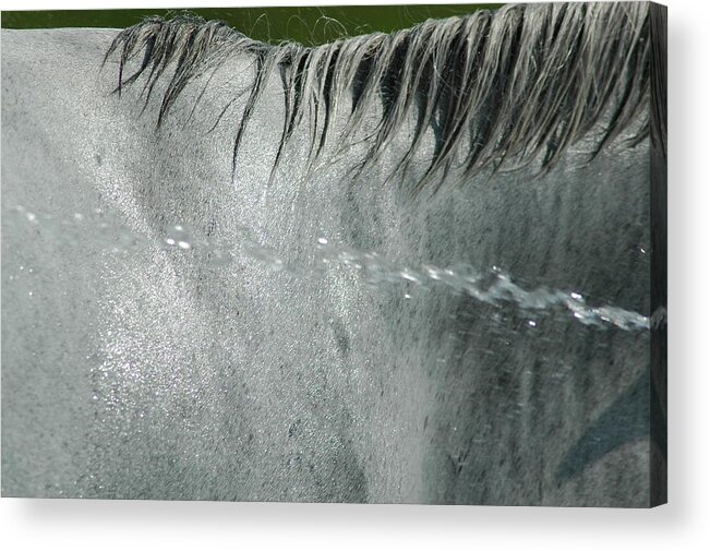 Cool Acrylic Print featuring the photograph Cooling Down White Horse by Phil Cardamone