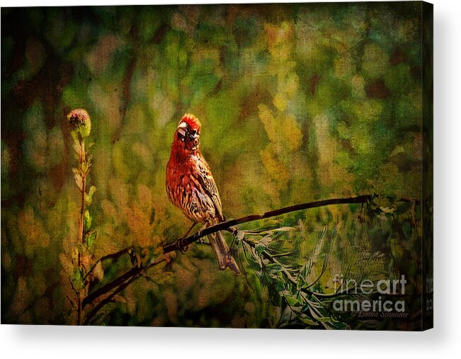 Bird Acrylic Print featuring the digital art House Finch Tapestry by Lianne Schneider