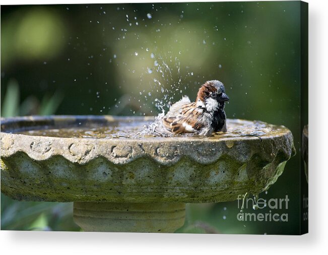 Sparrow Acrylic Print featuring the photograph House Sparrow Washing by Tim Gainey