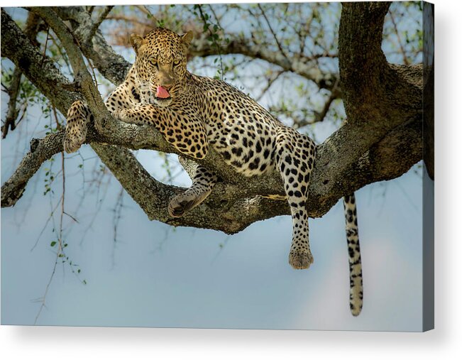 Leopard Acrylic Print featuring the photograph How Tasty You Are! by Khaleel Nadoum