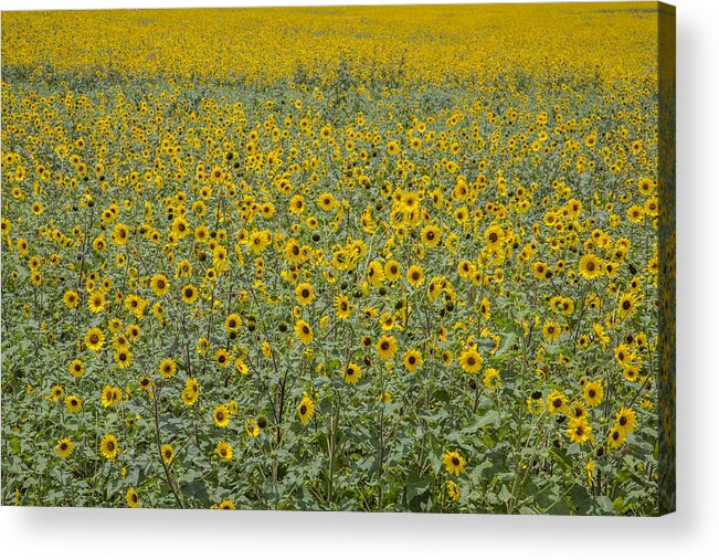 Sunflower Acrylic Print featuring the photograph Huge Wild Sunflower Colony by Steven Schwartzman