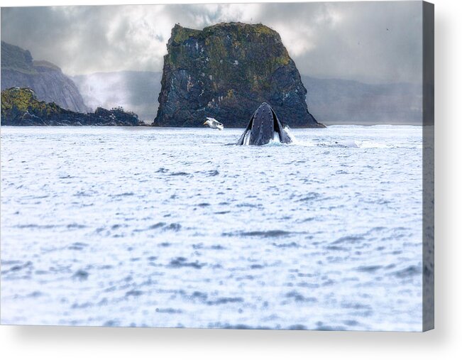 Canada Acrylic Print featuring the photograph Humbpack Whale by Perla Copernik