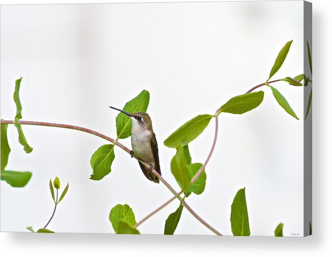 Birds Acrylic Print featuring the photograph Hummingbird Hanging Out on the Honeysuckle by Kristin Hatt