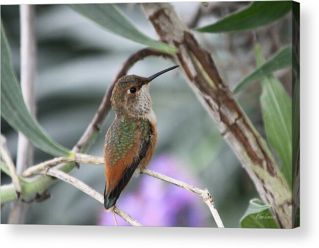 Hummingbird Acrylic Print featuring the photograph Hummingbird on a Branch by Diana Haronis