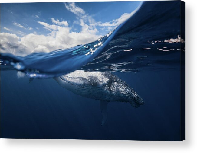 Humpback Acrylic Print featuring the photograph Humpback Whale And The Sky by Barathieu Gabriel