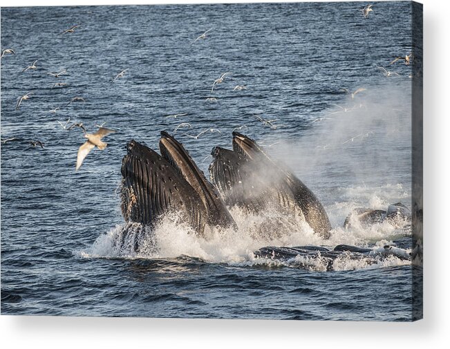 Feb0514 Acrylic Print featuring the photograph Humpback Whales Feeding With Gulls by Flip Nicklin