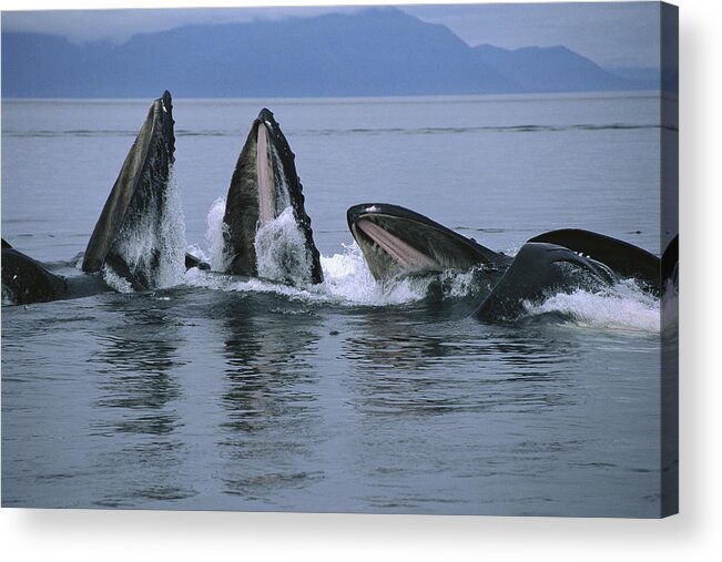 Feb0514 Acrylic Print featuring the photograph Humpback Whales Gulp Feeding Southeast by Flip Nicklin