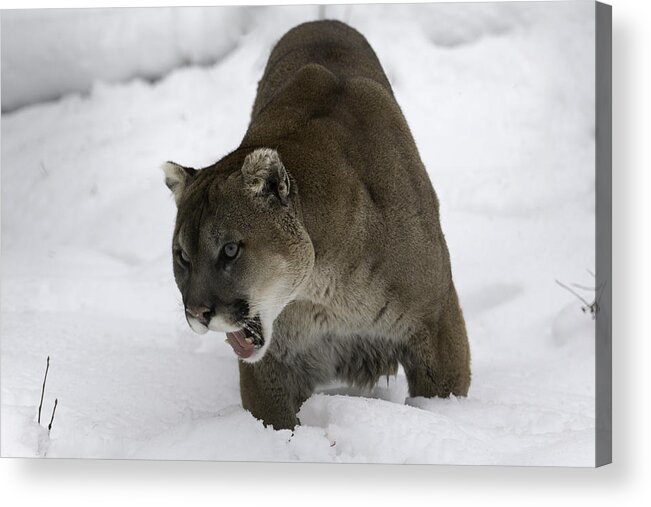 Cougar Acrylic Print featuring the photograph Hungry by David Barker