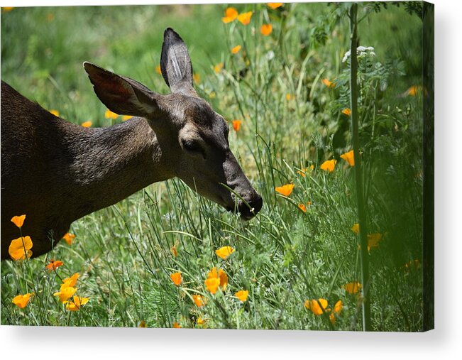White Tail Deer Acrylic Print featuring the photograph Hungry Doe by Steve Scheunemann