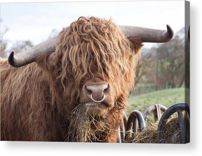 Horned Acrylic Print featuring the photograph Hungry Highland Cow by Georgeclerk