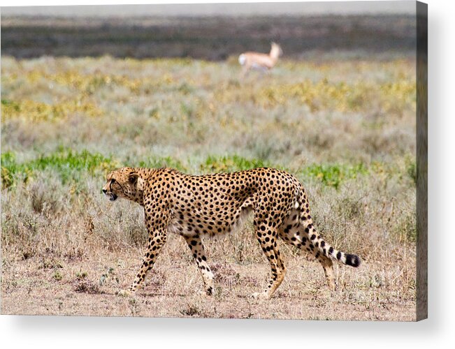 Cheetahs Acrylic Print featuring the photograph Hungry Red Cheetah by Chris Scroggins
