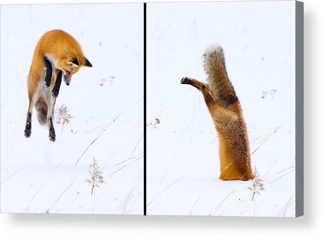 Red Fox Acrylic Print featuring the photograph Hunting Fox Diptych by Max Waugh
