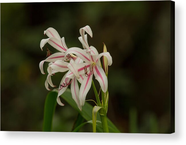 Swamp Lily Acrylic Print featuring the photograph Hybrid Swamp Lily by Doug McPherson