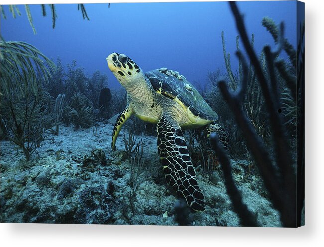 Angle Acrylic Print featuring the photograph I am a proud Hawksbill Turtle by Sandra Edwards